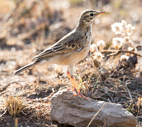 African Pipit